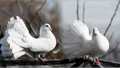 Коломиян запрошують на благодійну виставку-ярмарок голубів