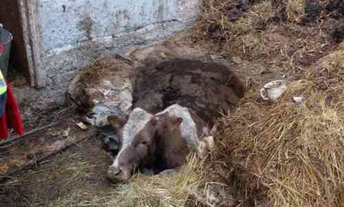 На Богородчанщині рятувальники витягували корову з вигрібної ями (ФОТО)