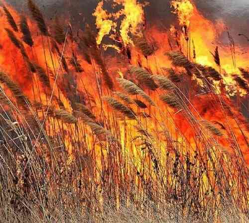 На вихідні і в понеділок на Прикарпатті – надзвичайно висока пожежна небезпека