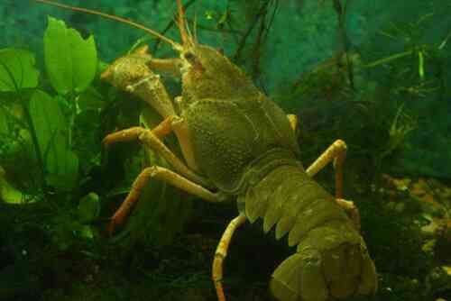 From December 1, a seasonal ban on crayfish fishing will be in effect in Prykarpattia