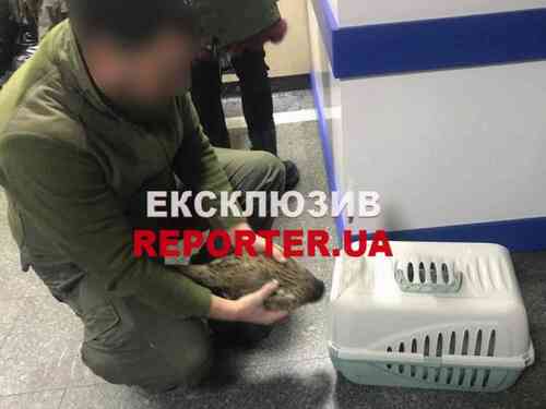 En mann som fanget to ville fasaner ble arrestert i Dnipro