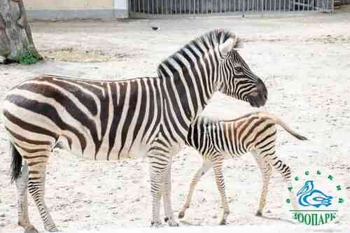 В Одесском зоопарке родился малыш зебры