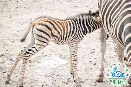 Новорожденный малыш зебры