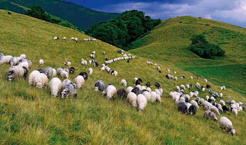 羊の繁殖の支援と開発のためのセンターがトランスカルパチアに設立されます